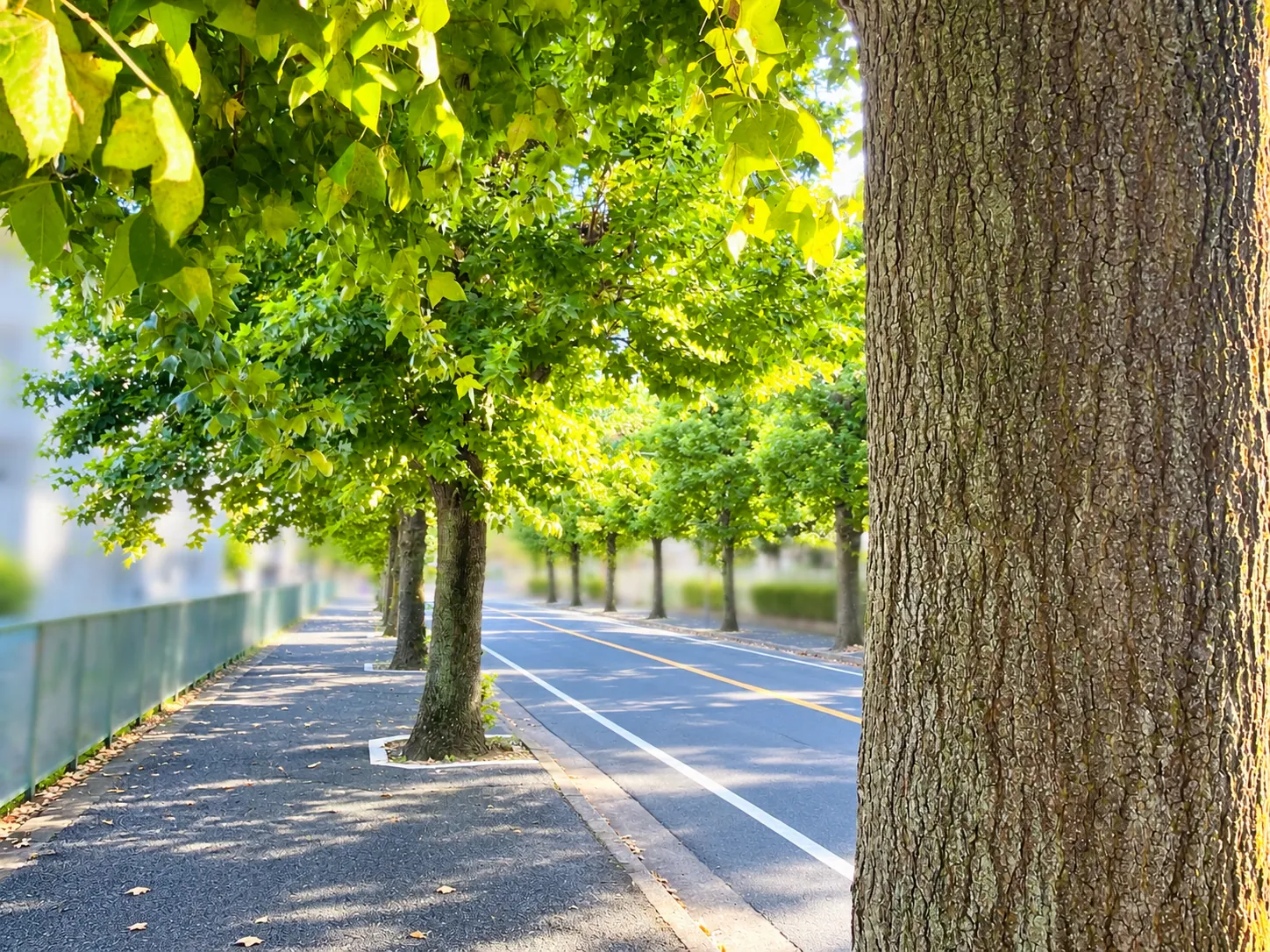 綠蔭連綿的林蔭步道
